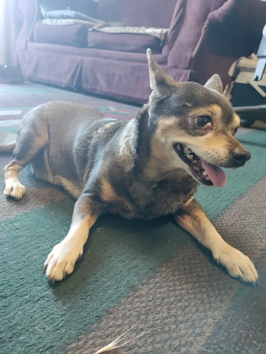 Community Animal Hospital 6