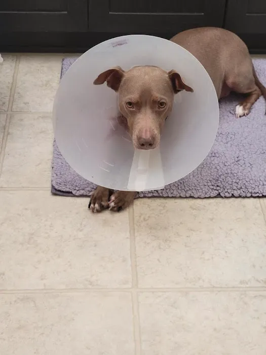 Community Animal Hospital 4