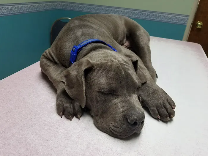 Community Animal Hospital 3