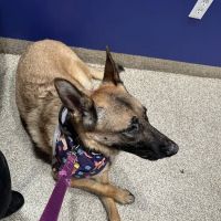 Valley Animal Hospital ico