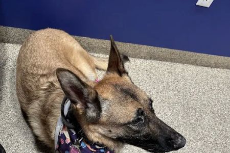 Valley Animal Hospital