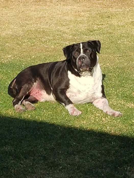 Valley Animal Hospital 4