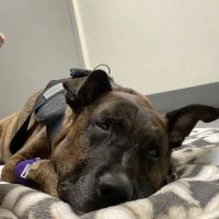 Lincoln Plaza Veterinary Clinic ico