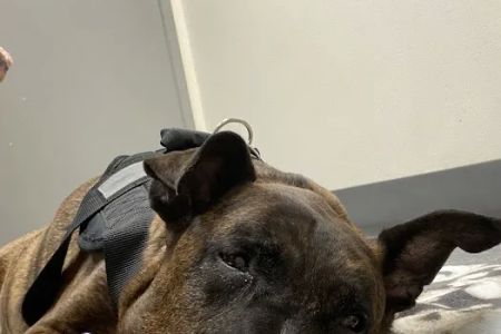 Lincoln Plaza Veterinary Clinic
