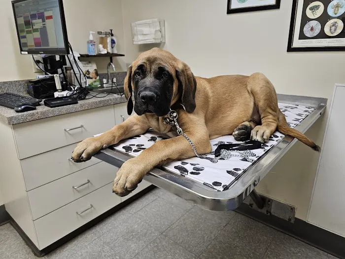 Lincoln Plaza Veterinary Clinic 3