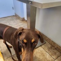 Riverside Animal Hospital ico