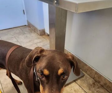 Riverside Animal Hospital