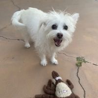 Victoria Animal Hospital ico