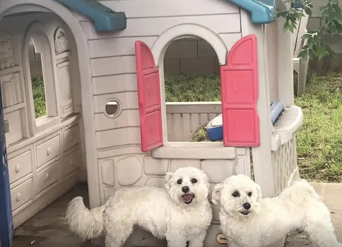 The Pets Place Animal Hospital 12