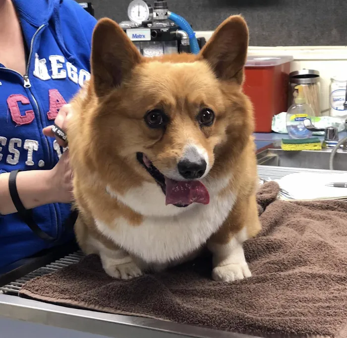 The Pets Place Animal Hospital 12