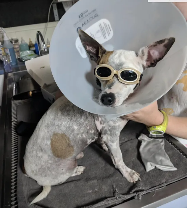 The Pets Place Animal Hospital 12