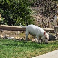 Canyon Crest Animal Hospital ico