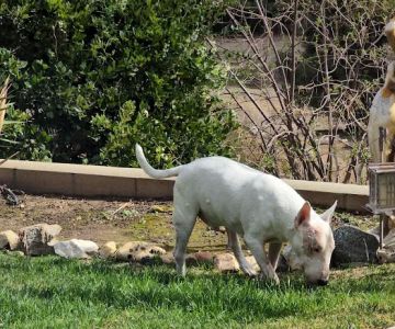 Canyon Crest Animal Hospital
