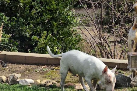 Canyon Crest Animal Hospital