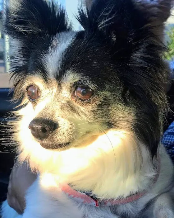Canyon Crest Animal Hospital 12