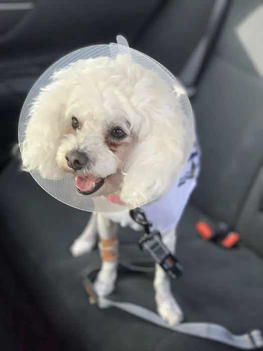 Canyon Crest Animal Hospital 12
