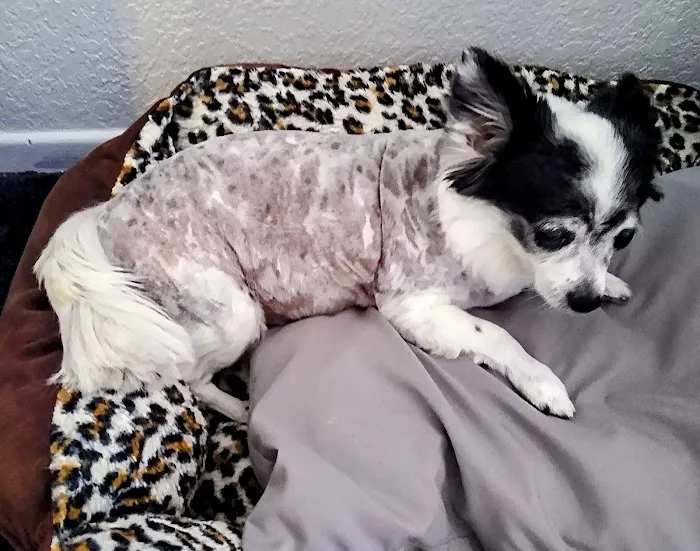 Canyon Crest Animal Hospital 12