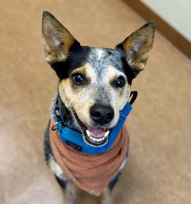 Northshore Veterinary Hospital 12