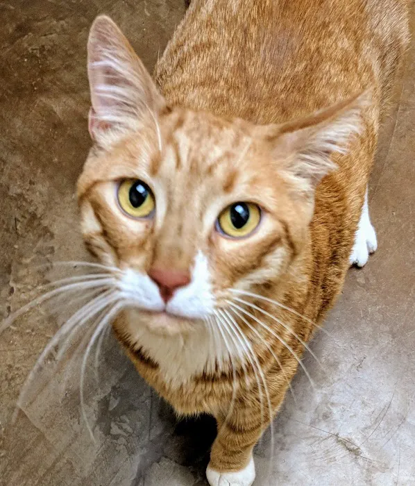 Northshore Veterinary Hospital 12