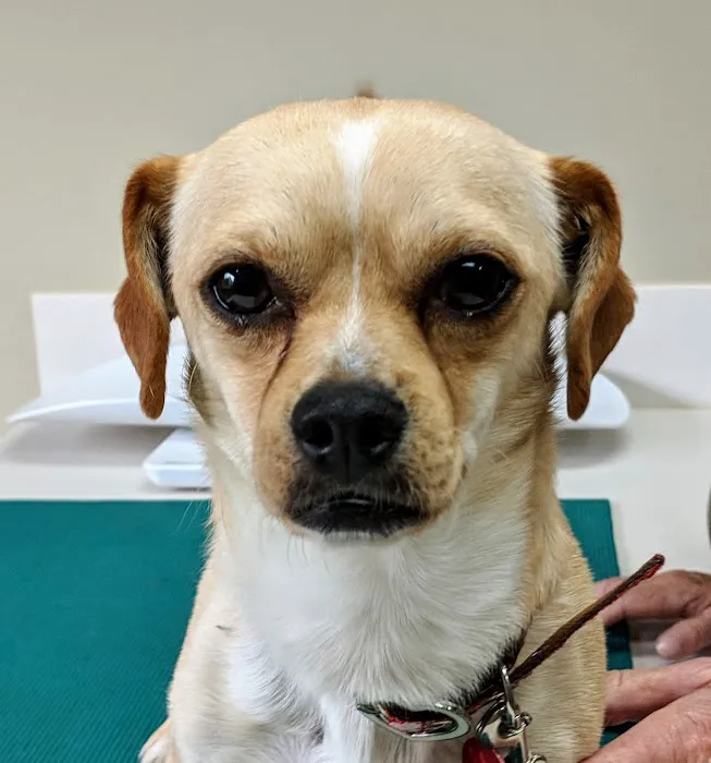 Northshore Veterinary Hospital 12