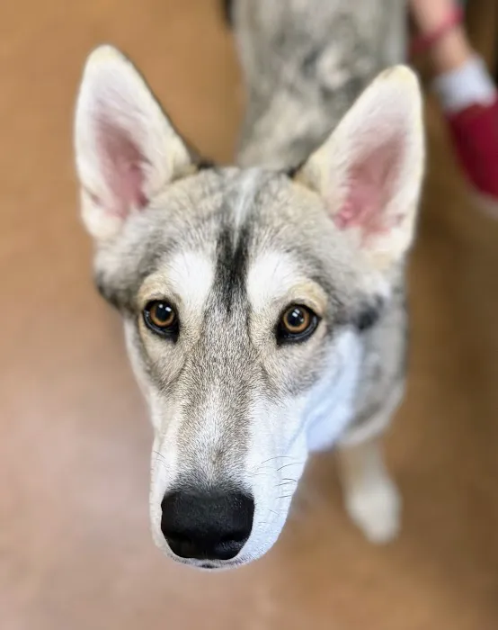 Northshore Veterinary Hospital 12