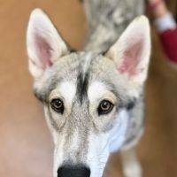 Northshore Veterinary Hospital ico