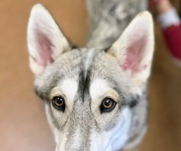 Northshore Veterinary Hospital