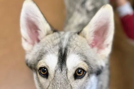 Northshore Veterinary Hospital