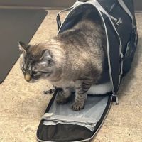 Fairhaven Veterinary Hospital ico