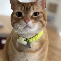Northshore Veterinary Hospital ico