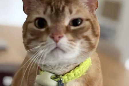 Northshore Veterinary Hospital