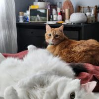 Village Veterinary Hospital ico