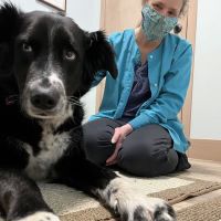 NW Holistic Pet Care ico