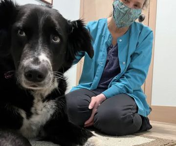 NW Holistic Pet Care