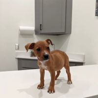 Fayette County Vet Clinic Inc ico