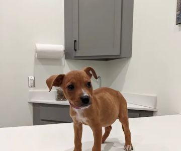 Fayette County Vet Clinic Inc