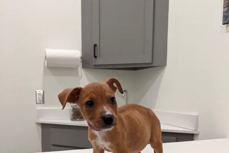 Fayette County Vet Clinic Inc