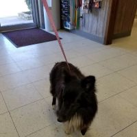Flatonia Veterinary Clinic ico