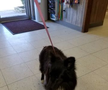 Flatonia Veterinary Clinic