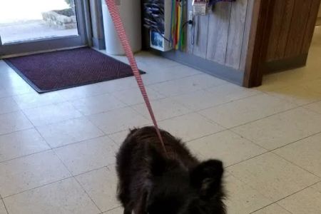 Flatonia Veterinary Clinic