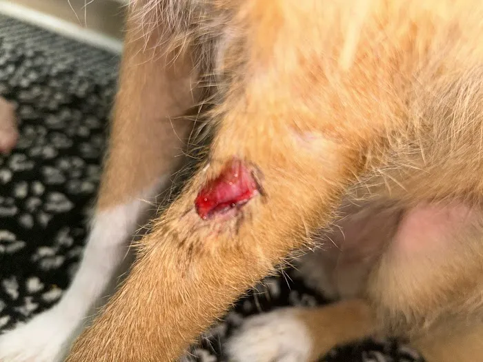 McAda Veterinary Clinic 12