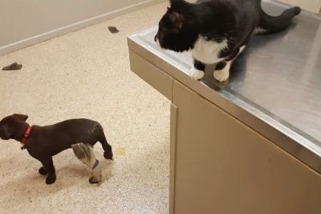 Hallettsville Veterinary Hospital