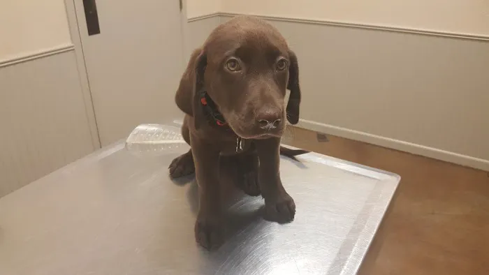 Hallettsville Veterinary Hospital 2