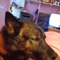 Manorville Pet Vet ico