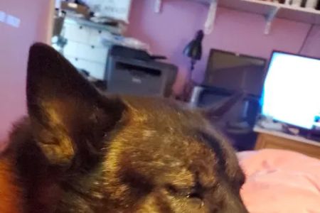 Manorville Pet Vet