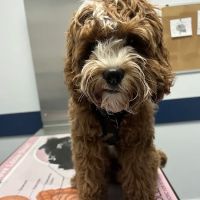East End Veterinary Center ico