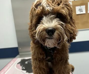 East End Veterinary Center