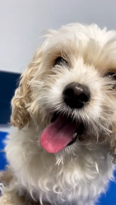 East End Veterinary Center 5