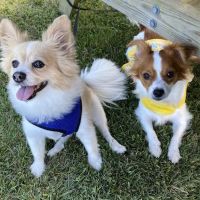 Animal Hospital of Riverhead ico