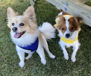 Animal Hospital of Riverhead